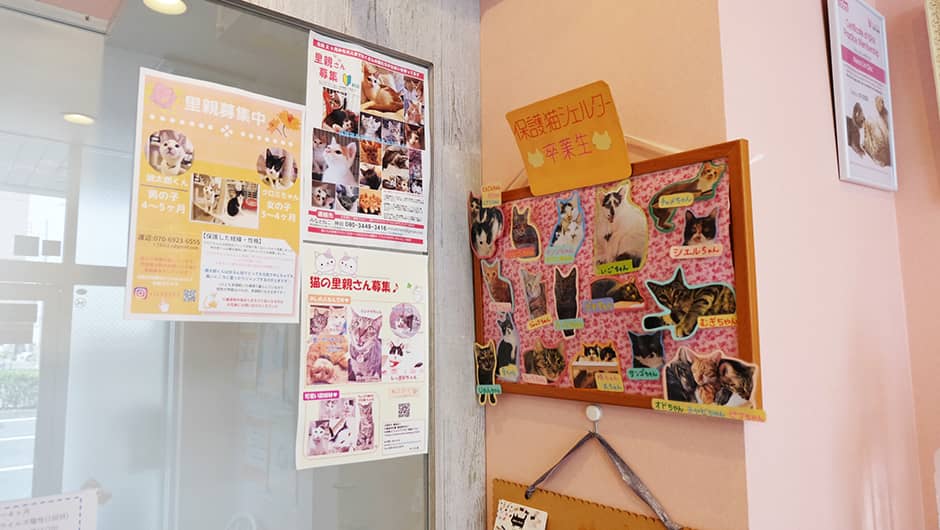 猫の診療室モモ_保護猫たち