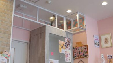 猫の診療室モモ_キャットウォーク