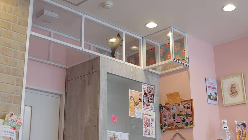 猫の診療室モモ_キャットウォーク