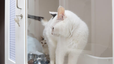 猫の診療室モモ_看板猫
