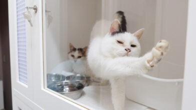 猫の診療室モモ_看板猫