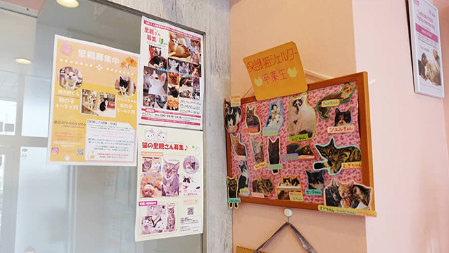 保護猫掲示板