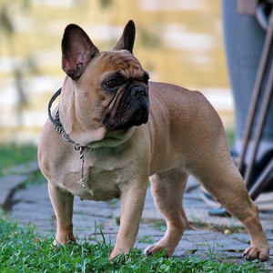 振り返る老犬