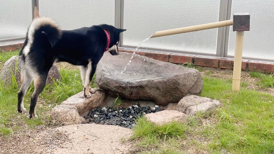 広告 老犬ケア 老犬ホーム 老猫ホーム情報サイト