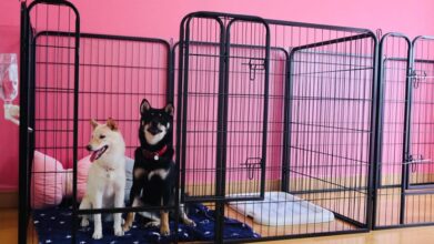 シニアドッグホームピンキー_ワンちゃんのお部屋