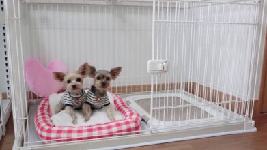 シニアドッグホームピンキー_ワンちゃんのお部屋