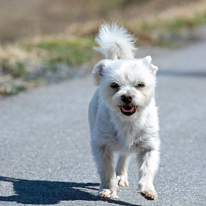 走る老犬