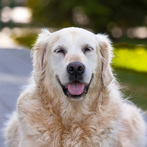 笑う老犬