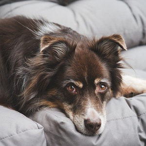 ソファの上の老犬