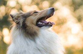 空を仰ぐ老犬