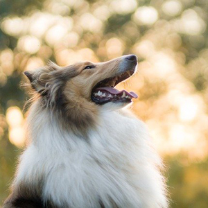 空を仰ぐ老犬