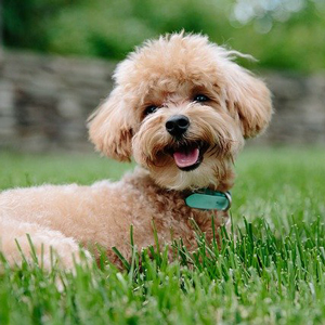 芝生の上の老犬