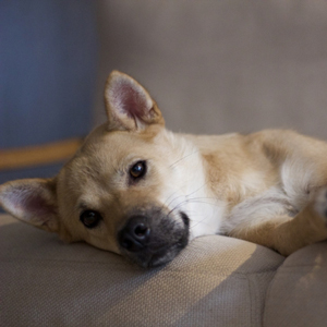 寝そべる老犬