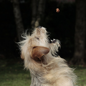 口を開ける老犬