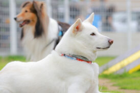 伏せをする老犬