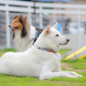 伏せをする老犬