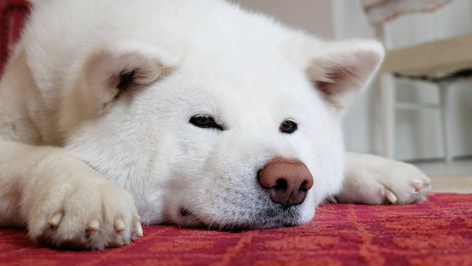 ドッグステイハウスdog S 長野県安曇野市 の施設概要 老犬ケア 老犬ホーム 老猫ホーム情報サイト ドッグステイハウスdog S 長野県安曇野市 の施設概要 老犬ケア 老犬ホーム 老猫ホーム情報サイト