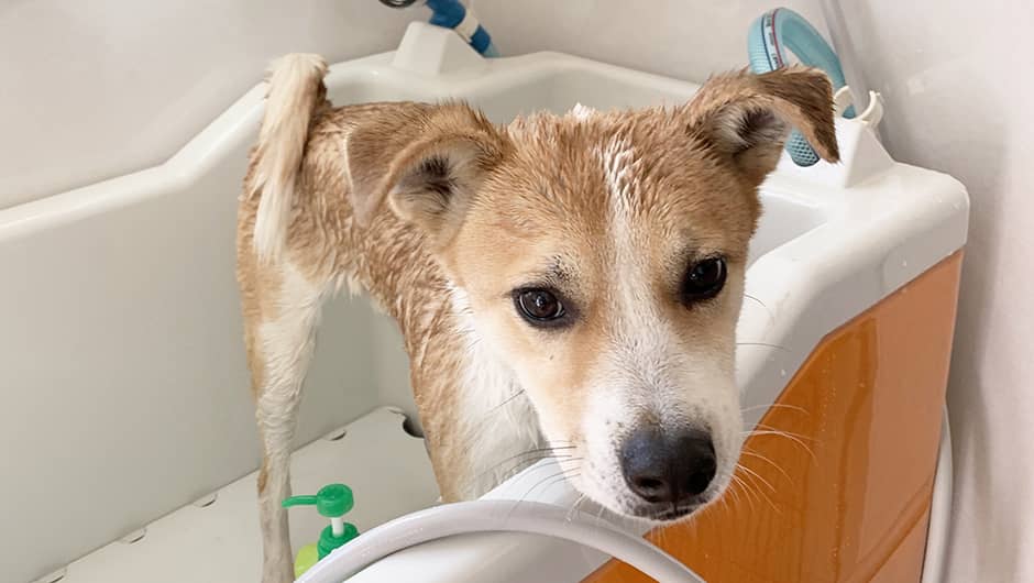 ドッグステイハウスdog S 長野県安曇野市 の施設概要 老犬ケア 老犬ホーム 老猫ホーム情報サイト ドッグステイハウスdog S 長野県安曇野市 の施設概要 老犬ケア 老犬ホーム 老猫ホーム情報サイト