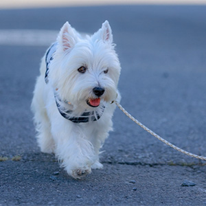 散歩する老犬