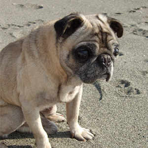 砂浜の上の老犬