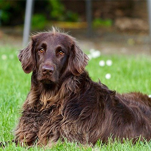 芝生の上の老犬