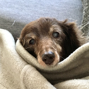 毛布にくるまる老犬