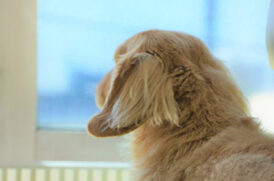 窓の外を眺める老犬