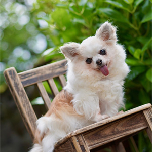 椅子に座る老犬