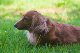 芝生の上の老犬