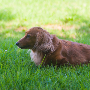 芝生の上の老犬