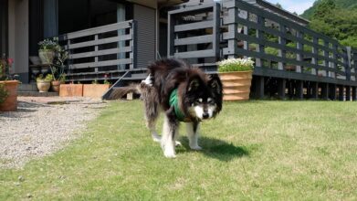 老犬ホームJiJi_ワンちゃんの様子