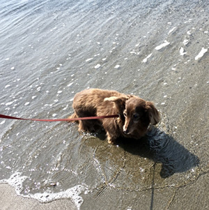 波打ち際で遊ぶ老犬