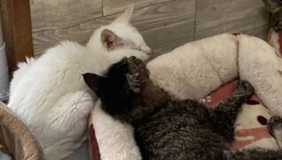 Cuddle Cat(カドル キャット)_介護風景 フリータイム