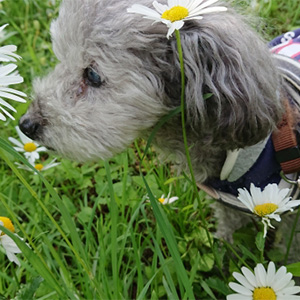 花を見る老犬