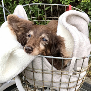 カゴの中の老犬