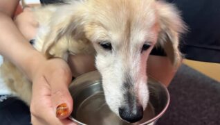 老犬ホームPinky_介護風景(飲水)