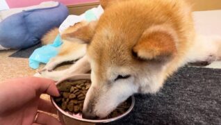 老犬ホームPinky_介護風景(食事)
