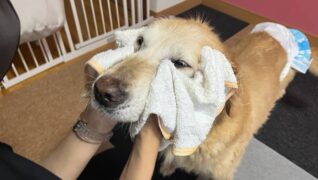 老犬ホームPinky_介護風景(マッサージ)