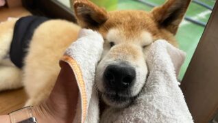 老犬ホームPinky_介護風景(マッサージ)