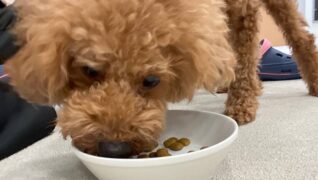 老犬ホームPinky_介護風景(食事)