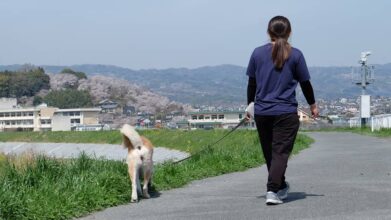 関西ドッグスクール_介護風景(散歩)