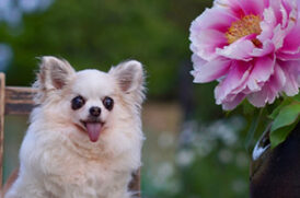 花を見つめる老犬