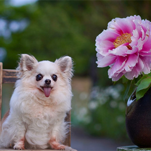 花を見つめる老犬