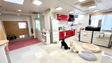 老犬ホームPinky(ピンキー)_施設内観(フリースペース)