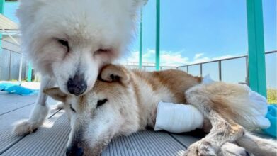 老犬ホームPinky(ピンキー)_屋上ドッグラン