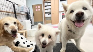 老犬ホームPinky(ピンキー)_施設内観(フリースペース)