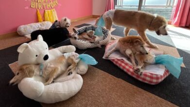 老犬ホームPinky(ピンキー)_施設内観(シニア犬のお部屋)