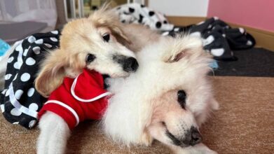 老犬ホームPinky(ピンキー)_施設内観(シニア犬のお部屋)