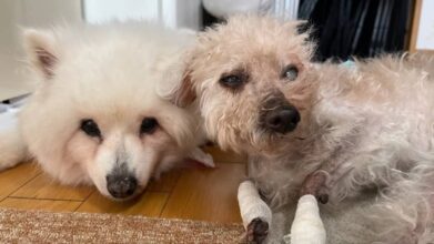 老犬ホームPinky(ピンキー)_施設内観(シニア犬のお部屋)