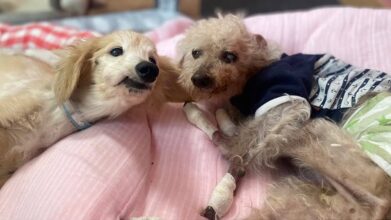 老犬ホームPinky(ピンキー)_施設内観(シニア犬のお部屋)